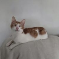 Bobby, Lebensfreude pur trotz Handicap, Kater zur Adoption