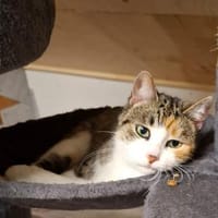 Baby sitzt auf gepackten Koffern, Katze zur Adoption