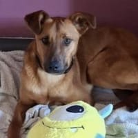 Joschi  ein Freund fürs Leben💕, Hund zur Adoption