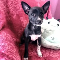 Frodo ein freundliches Kerlchen, Hund zur Adoption