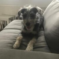 Murphy - Neugieriger Entdecker 🐾, Hund zur Adoption