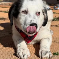 Nelly eine süße Knutschkugel, Hündin zur Adoption