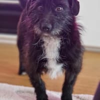 Lieber Fips sucht liebevolles Zuhause!, Hund zur Adoption
