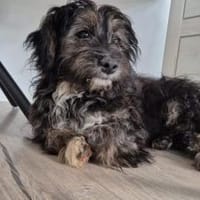 Jona ist bereit für viele Abenteuer, Hündin zur Adoption