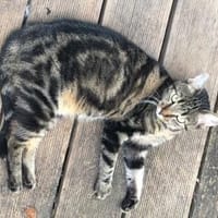 Mofli-Mäderl❤ sucht ihre Familie, Katze zur Adoption