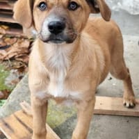 Tapsige Ethel, Hündin zur Adoption