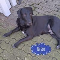 Nesco ein Traumhund braucht neues Zuhaus, Hund zur Adoption