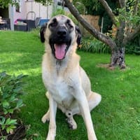 Karol, menschenbezogen und wachsam, Hund zur Adoption