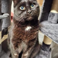 Panther sitzt auf gepackten Koffern, Kater zur Adoption