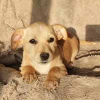 Aufgeschlossener kleiner Fridolin, Hund zur Adoption