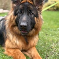 bildschöne Schäferhündin, Hündin zur Adoption