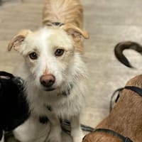 Naomi von kettenlos, Hündin zur Adoption