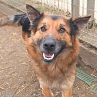 Liebenswerte Flora sucht euch, Hündin zur Adoption