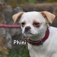 PHINI, Hündin zur Adoption