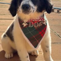 Flauschball Terry sucht ein Körbchen, Hündin zur Adoption