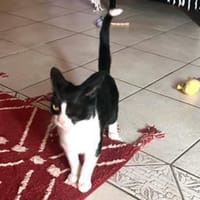 NOFRETETE - auch einäugig schön, Katze zur Adoption