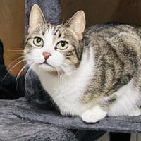 Sternchen sitzt auf gepackten Koffern, Katze zur Adoption