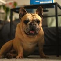 Murphy eine Schmuseschatz, Hund zur Adoption