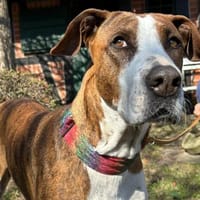 Kira, Hündin zur Adoption