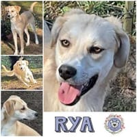 RYA * zartes freundliches Mädchen, Hündin zur Adoption
