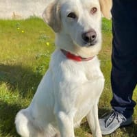 Tartufo in der Tierherberge Donzdorf, Hund zur Adoption