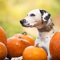 Limon sucht ein Zuhause, Hund zur Adoption