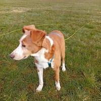 Freundliche Carrica, Hündin zur Adoption