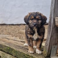 Milou  Die verschmuste kleine Dame, Hündin zur Adoption