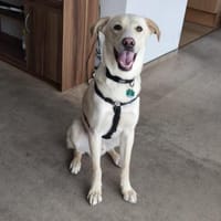 🦴✨ Toller Begleiter Luke ✨🦴, Hund zur Adoption