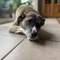 Boo- Everybodys Darling, Hund zur Adoption