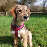 Chloe - nettes Hundemädchen, Hündin zur Adoption