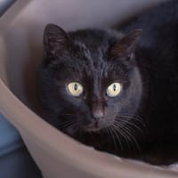 SALEM, chatte à adopter