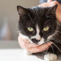 Aroha, chatte à adopter