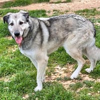 AIKA, chienne à adopter