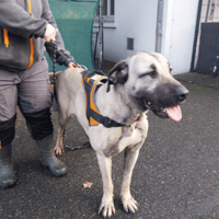 BELLA VAA, chienne à adopter
