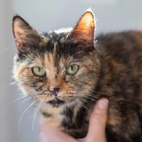 CHANEL, chatte à adopter