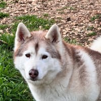 FLOKY, chienne à adopter