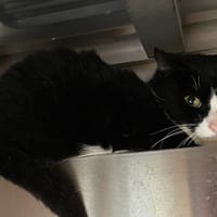 FALIE, chatte à adopter