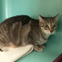 ARCANE, chatte à adopter