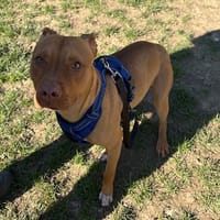 Eloa  PAA24155, chienne à adopter