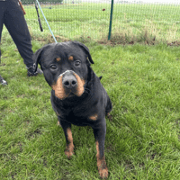 O'TEMPO, chien à adopter