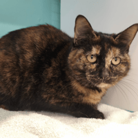 PUNKIE, chatte à adopter