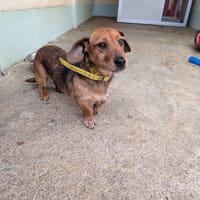 NOUILLE, chienne à adopter