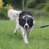 DICAPRIO, chien à adopter