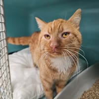 Mango, chat à adopter