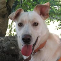 EDGAR, chien à adopter