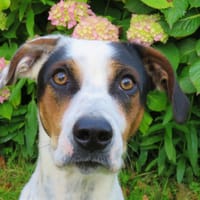 ORYA, chienne à adopter