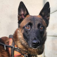 TITAN, chien à adopter