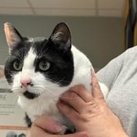 MINOS, chat à adopter