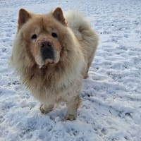 PUMBA, chien à adopter